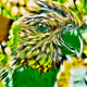 23284413659272752162434388431080802998371620300374384299557560021586041372673
