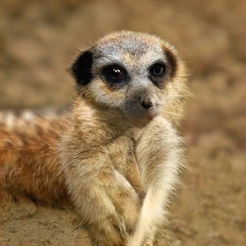 Item #103102375156551788055483032624886180914254191110705307420386254641171588448257 Media