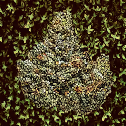 Master Kush - Green Series