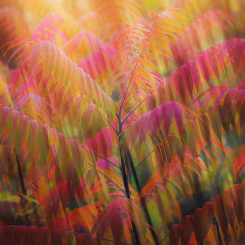 Sumac Jungles 2