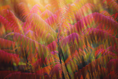 Item #32161822484872516239415490120509600564703700374596972519802091290776865603585 Media