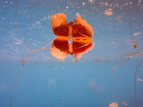 Item #115430421716330114127925714386191036467996783471008022249532804621019071381505 Media