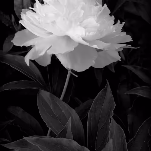 Flowers For Friends And Community