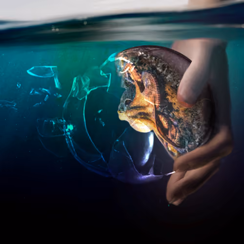 Released Octopus
