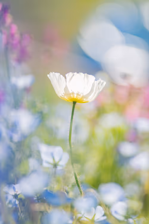 Item #108911492996146874115956011896780761878527851196280444702557873472087433150465 Media