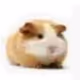 19589999849457475088966329218732143115113102292544947699614522747002581680129