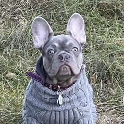 Billionaire dogs club