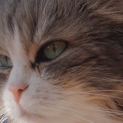Lilly - the tough cancer cat