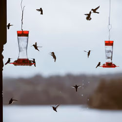 So... many... hummingbirds!