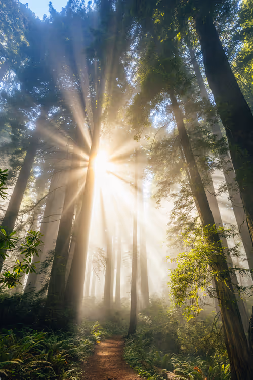 Item #99379921276153973634104125152908526548510783699959858376338453574404592893953 Media