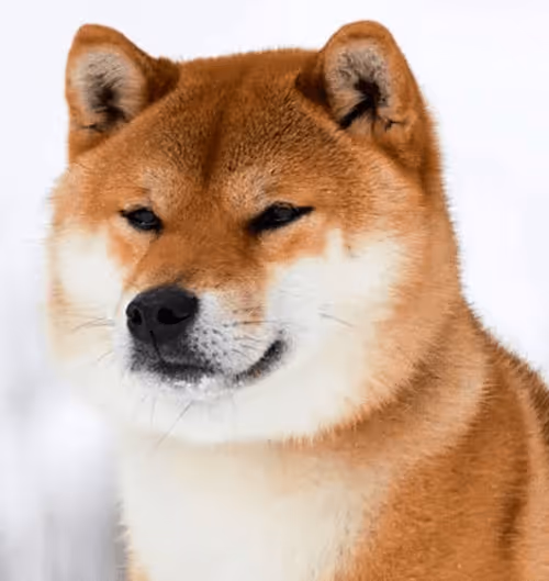 Item #34470142884482375674331152583341387110725961593908059002011227365229966917732 Media