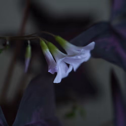 Untitled Collection #113355191