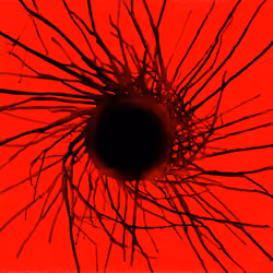 The seed