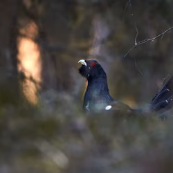 Capercaillie #6