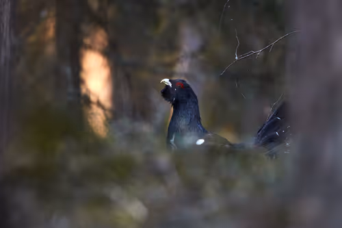 Item #38839638016567787645850386544013293643521983549526356004596178360839171997697 Media