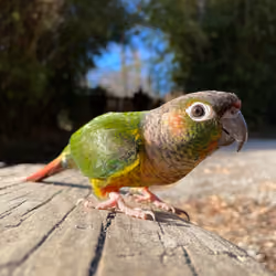 Happy Bird