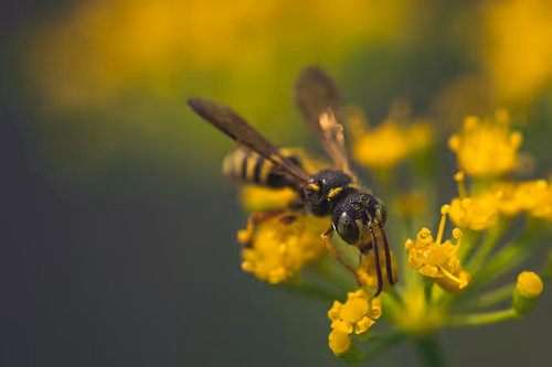 Item #105090597216655980557633683149084672751347825439893935605656298043010097086465 Media