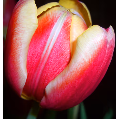 Mytulips