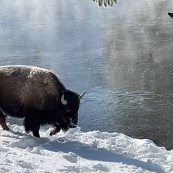 Badass Buffalo 1