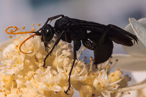 Item #105090597216655980557633683149084672751347825439893935605656298002328166858753 Media