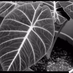 18212404413895954310919358682195627458046882463252365268234032127606318432257