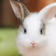 Test1 - SU6Cv3qDkc