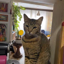 Meow But Coffee First