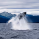 Explore the Alaska With me