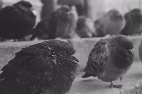 Item #96722404509651341404320943971918278257484839250108932769859130379758391525377 Media