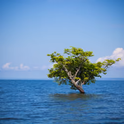 Free Roots by Cadu Silva