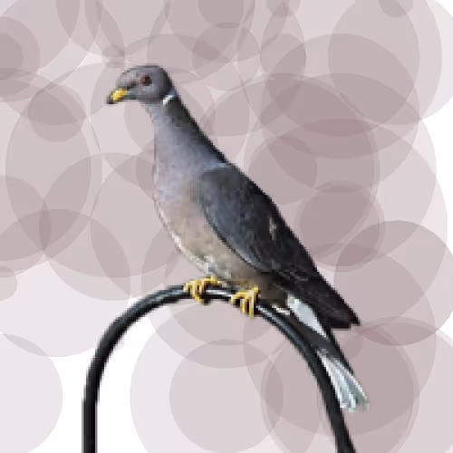 Item #44224140947385297080294490486331546758837636797201957936873602898844098494465 Media