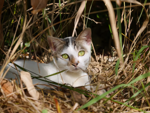 Item #55455677318123595031509472603724202920888355633279889545160944631453103161345 Media