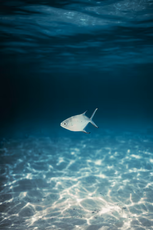 Item #99926930229538675438917090631619995362212113699001151744757174500215083761764 Media