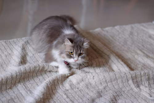 Item #4546285277327146921488293806274866049910167639012376846864509010430916558849 Media