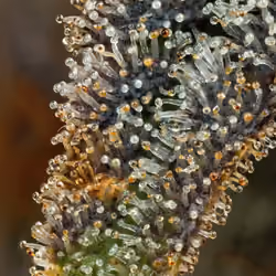 Trichomes #12
