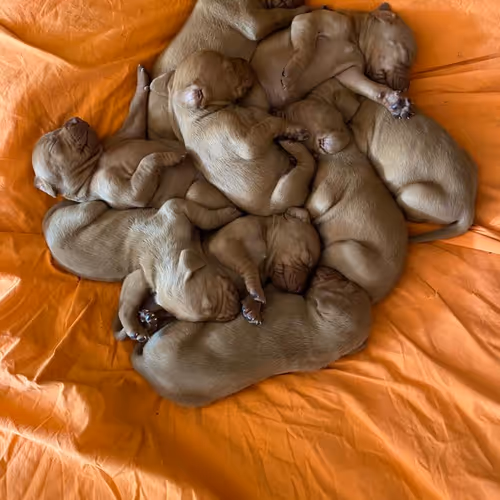 Thank-full Collection