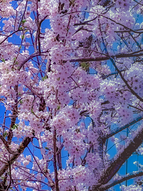 Item #26309083901545567454709889211670292098627789932924015051489478907498378297349 Media