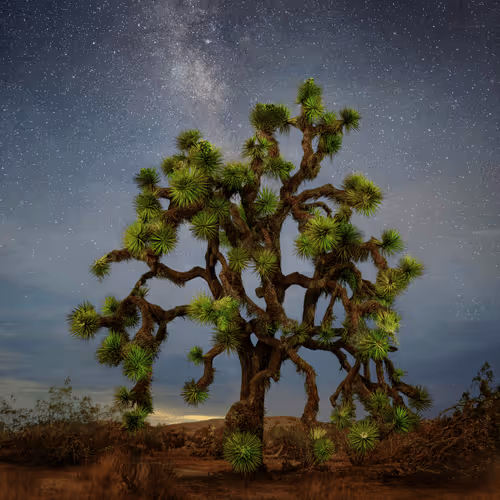 Joshua Tree by Pip
