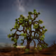 Joshua Tree by Pip