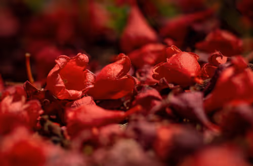 Item #103827941438113697818642645704453309282652196702699315811419257078629110120449 Media