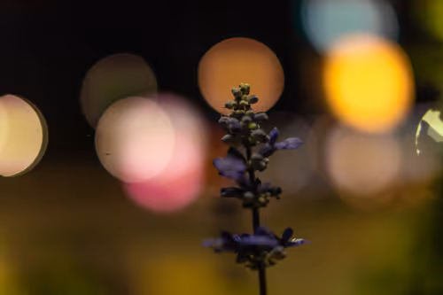 Item #30985419060957023672606833204645685316652492575224970316942919850201425379329 Media