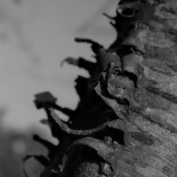 Bark