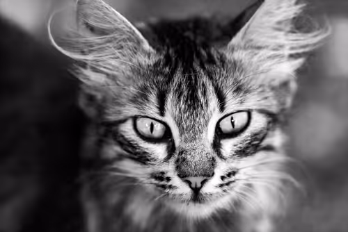 Item #95930744612989253264341458363878669706731092846429446161851758922382381678593 Media