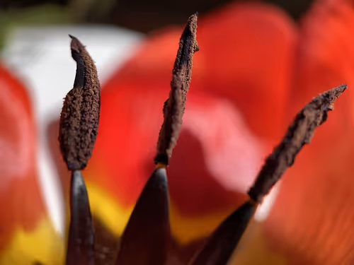 Item #101798116254510798330486236990451841615541533753866395116378150709206181740545 Media