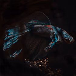 Betta Alien