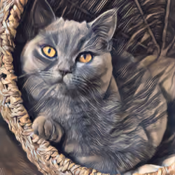 sleepy cat