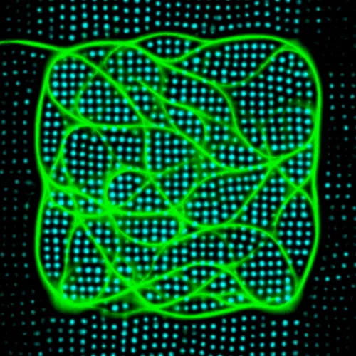 Item #51929734946411346289540790635765095060363125039145709683616697137566008213505 Media