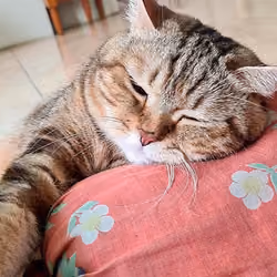 cat cc0