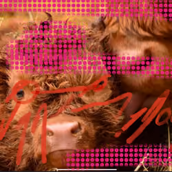 Moolove - lunch