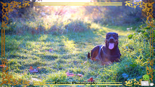 Item #63688176006920298669738405398310368792609774011425620877012057993451587764225 Media